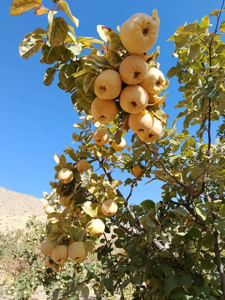 فروش 10تن به بصورت عمده|عمدهفروشی|موچش, |دیوار