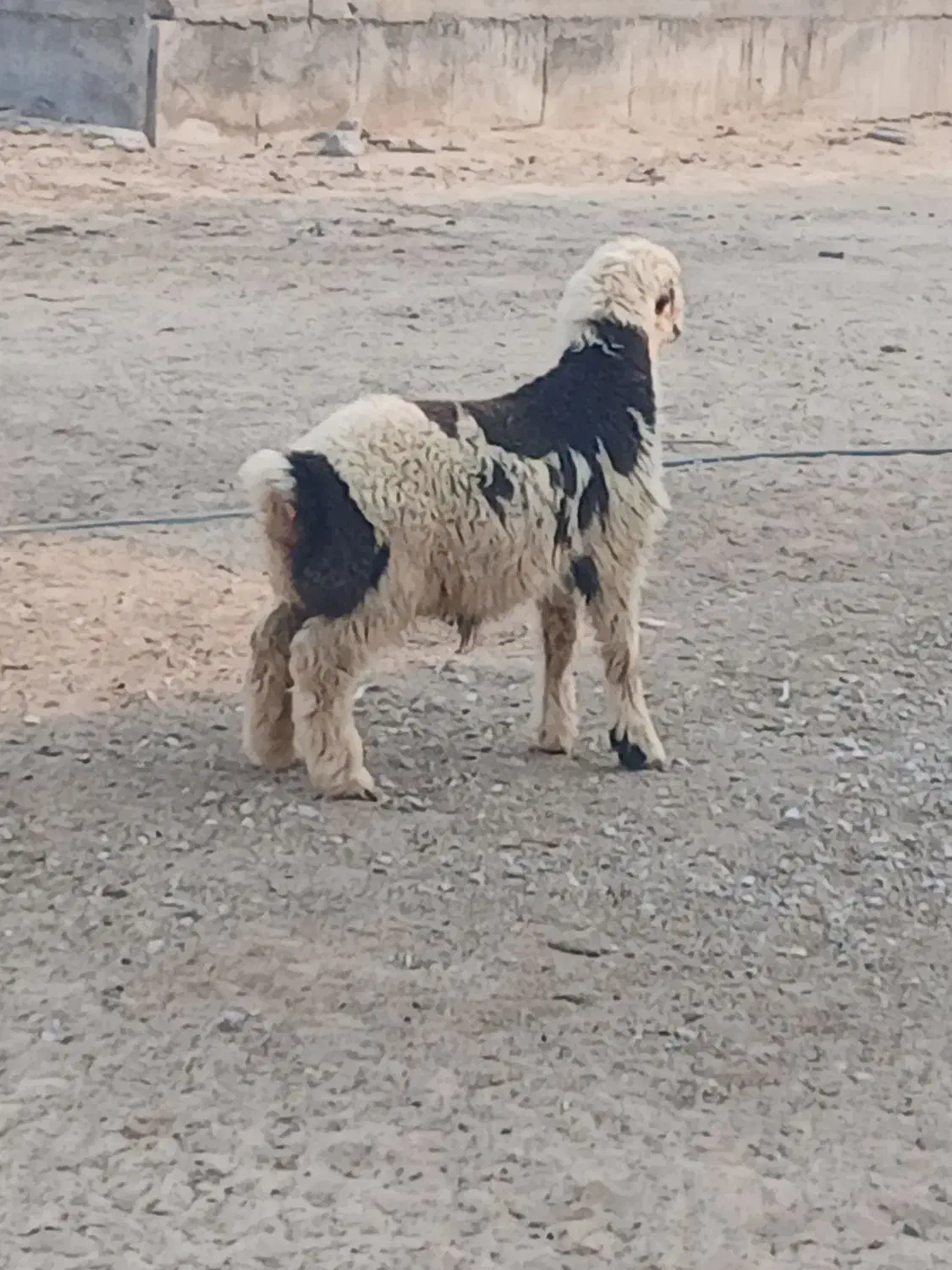 فروشی یک عدد بره|حیوانات مزرعه|آبپخش, |دیوار