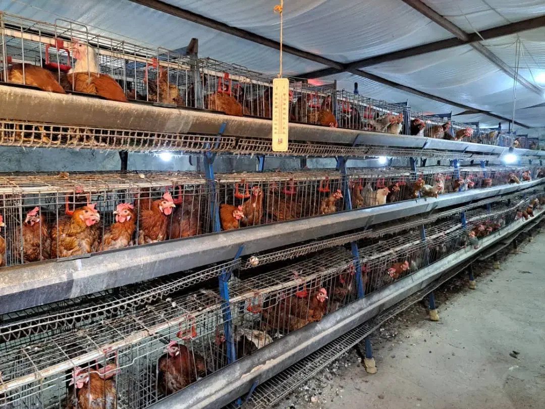 فروش فوری قفس مرغی منبری شش پایه هرپایه شش قفس|حیوانات مزرعه|مه ولات, |دیوار