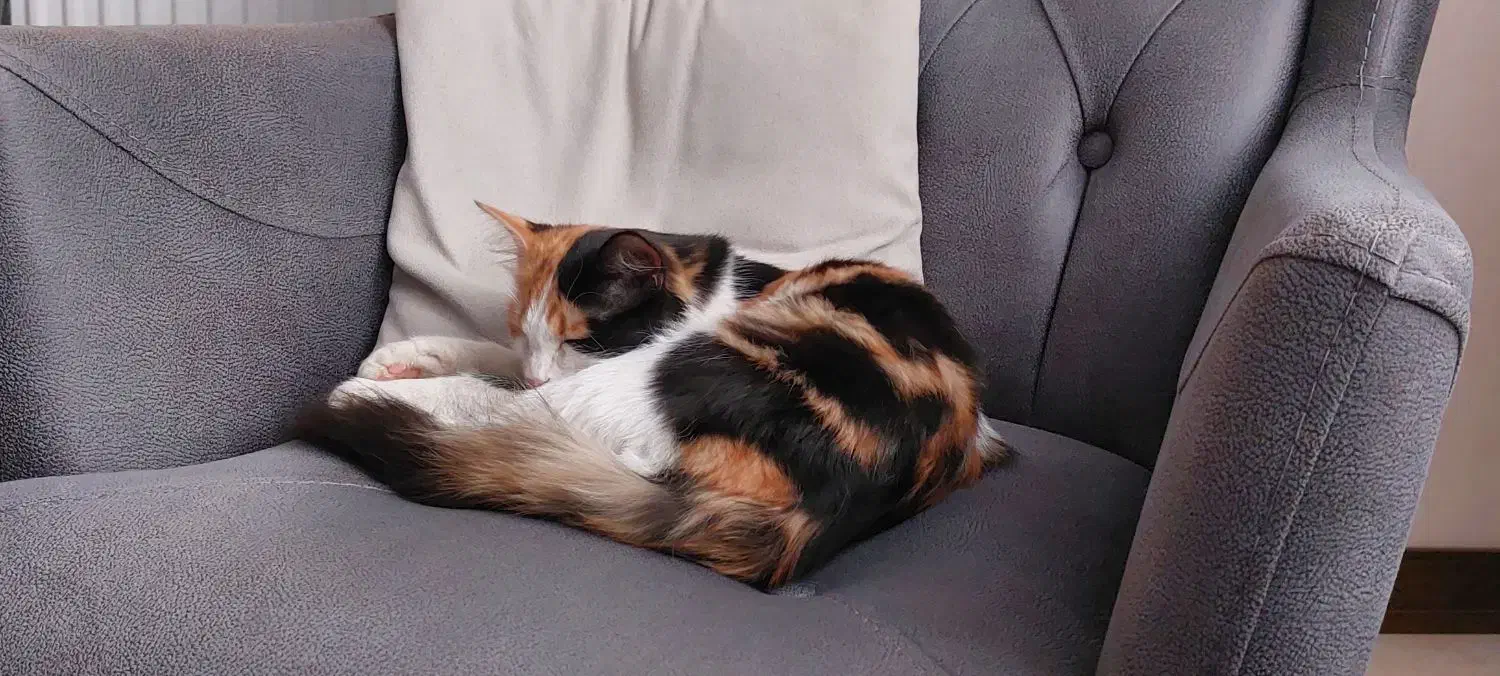 واگذاری گربه|گربه|مشکین‌دشت, |دیوار