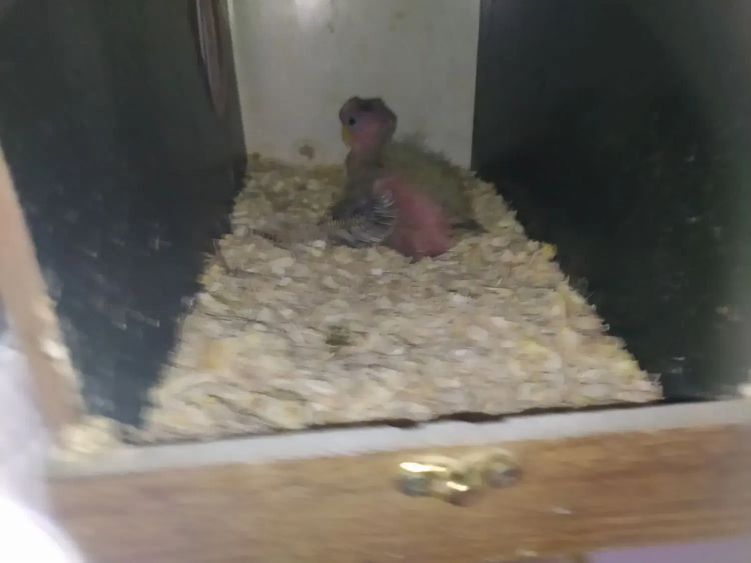 یک جفت عروس هلندی بازی گوش تخم گذار .|پرنده|اسلامشهر, زرافشان|دیوار