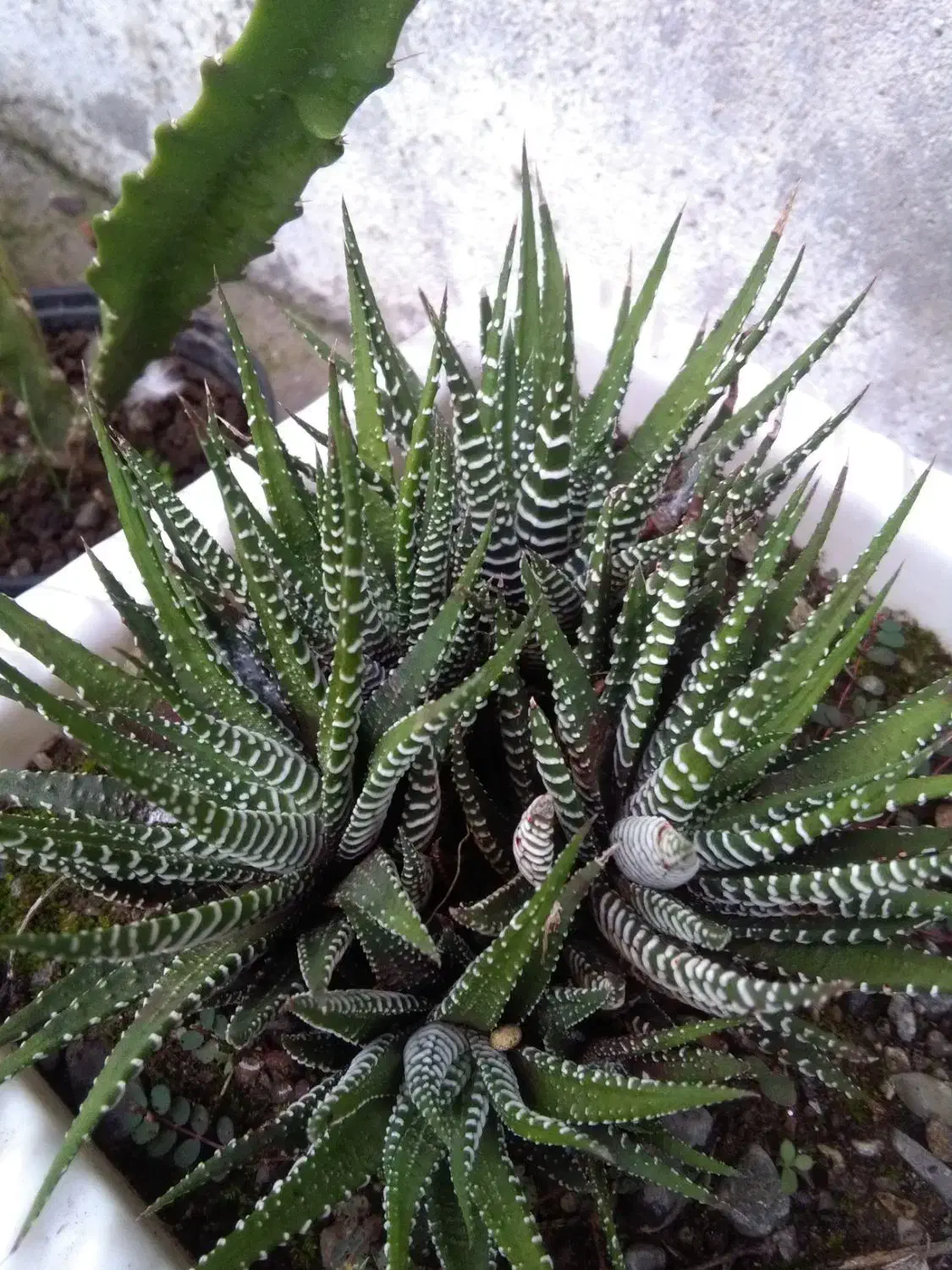 گل . گل های آپارتمانی و باغچه ای در گلدان|گل و گیاه طبیعی|شلمان, |دیوار