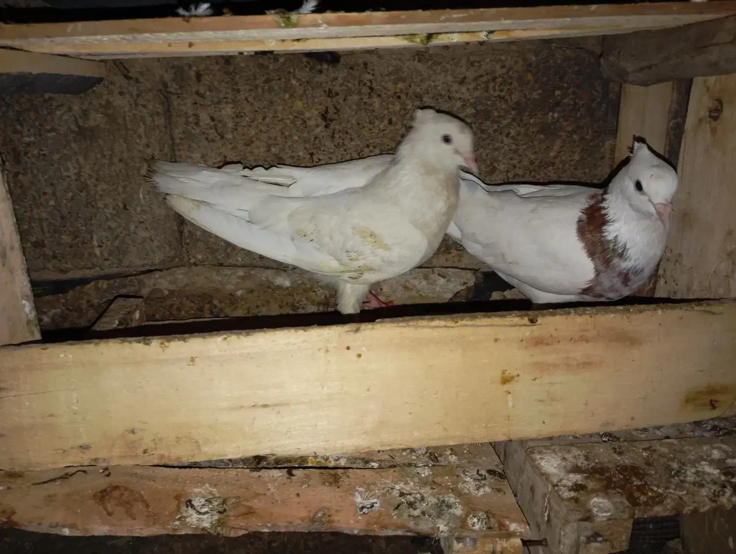 کبوتر طوقی|پرنده|بندر ماهشهر, |دیوار