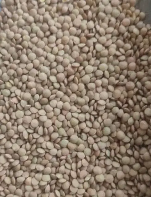 پخش عمده حبوبات به تمام نقاط استان و شهرستان|عمدهفروشی|شیراز, سعدیه جنوبی|دیوار