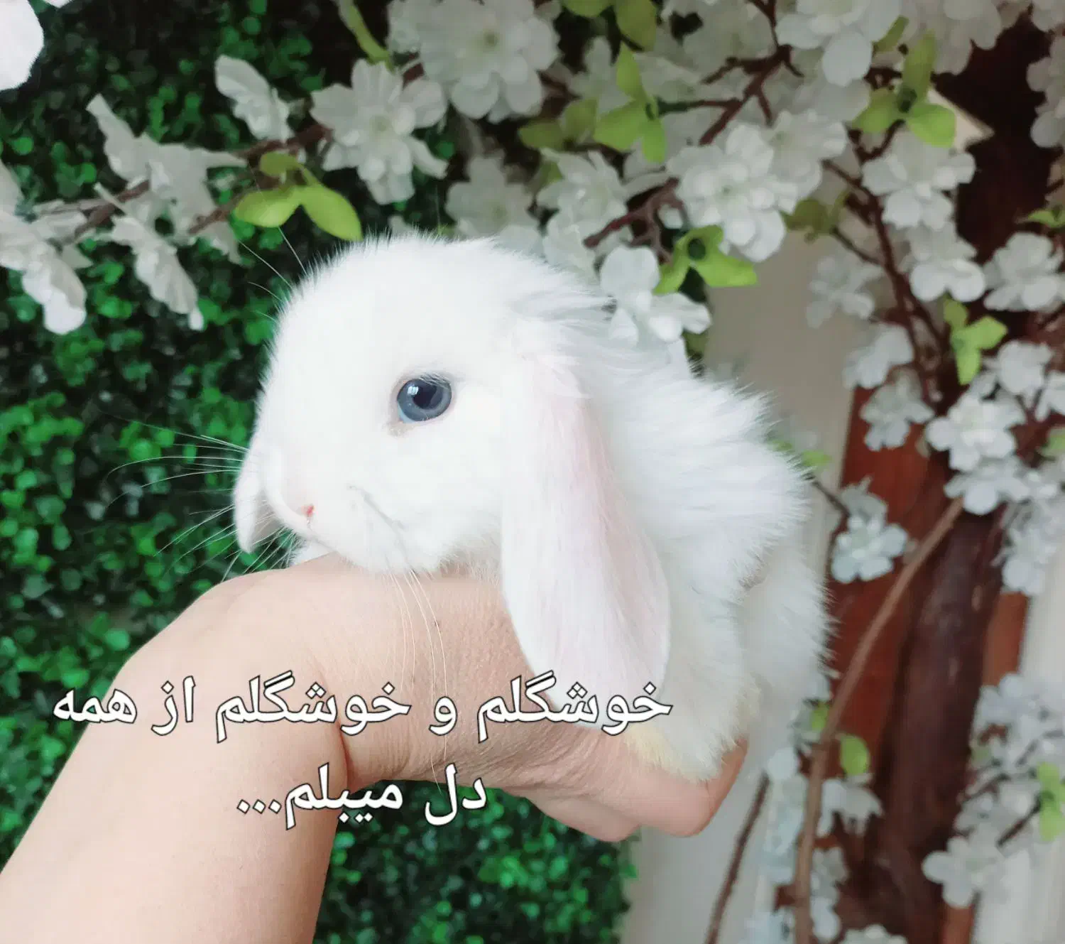 خرگوش مینی لوپ استرالیایی اصیل|موش و خرگوش|کرج, فاز ۱ مهرشهر|دیوار