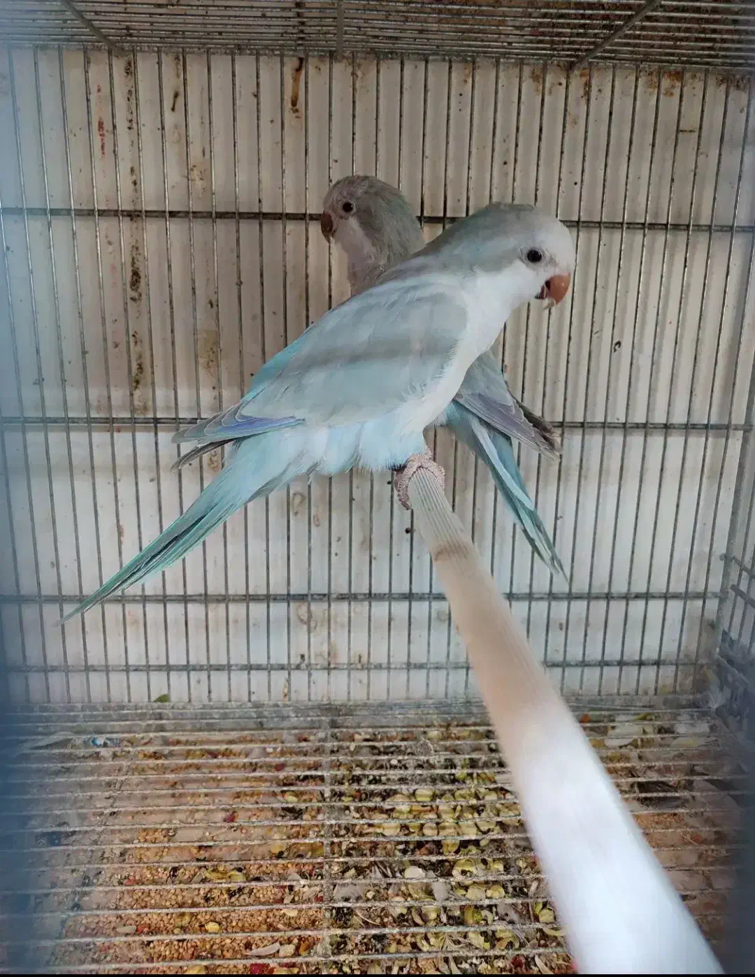 طوطی|پرنده|بوکان, |دیوار