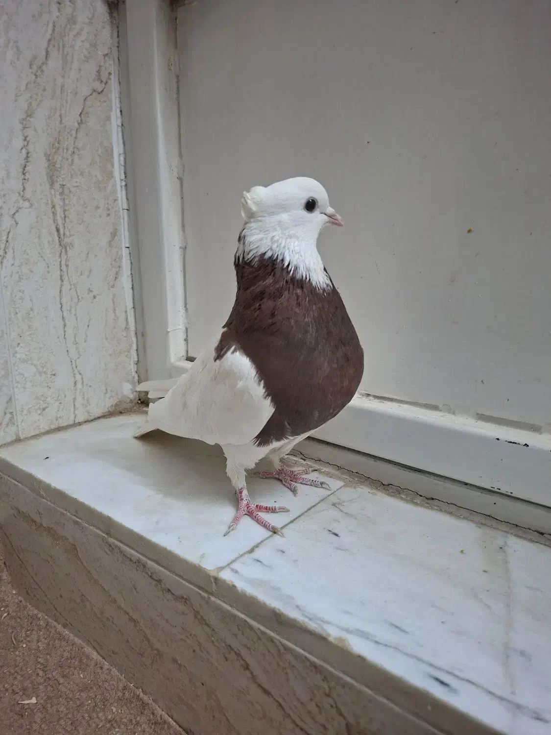 کبوتر طوقی|پرنده|برخوار, |دیوار