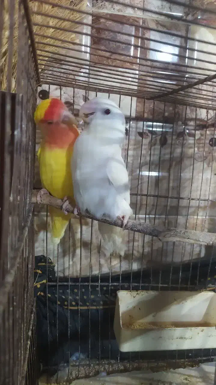 فروش و معاوضه جفت کوتوله  راهب گرینچیک قفس ۶ خان|پرنده|قنوات, |دیوار