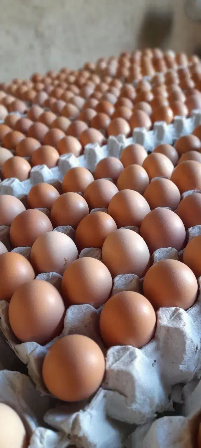 تخم مرغ محلی|خوردنی و آشامیدنی|همدان, |دیوار