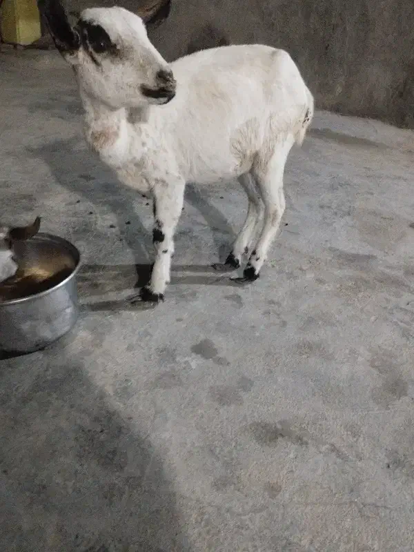 گیسه|حیوانات مزرعه|قشم, |دیوار