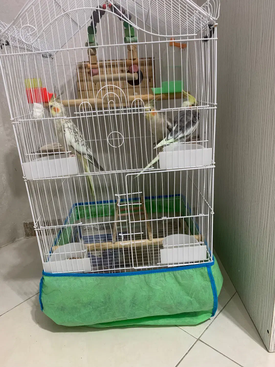 طوطی عروس|پرنده|رشت, کوی مهر|دیوار