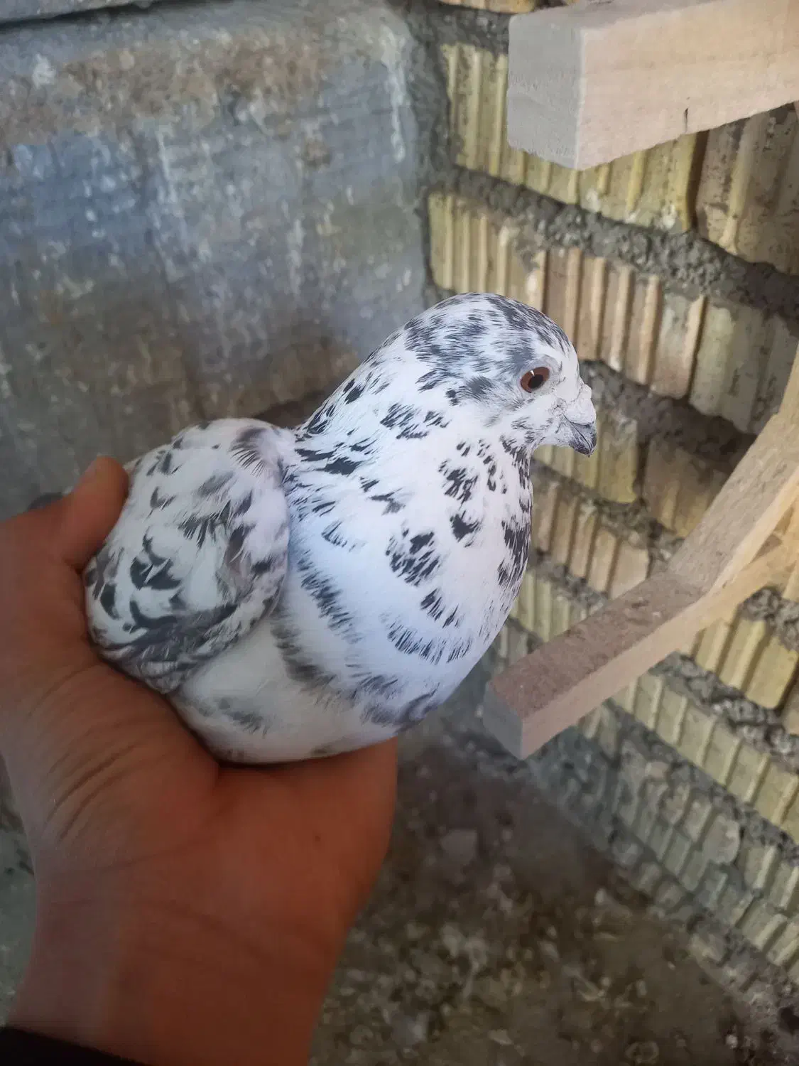 کبوتر|پرنده|آباده, |دیوار