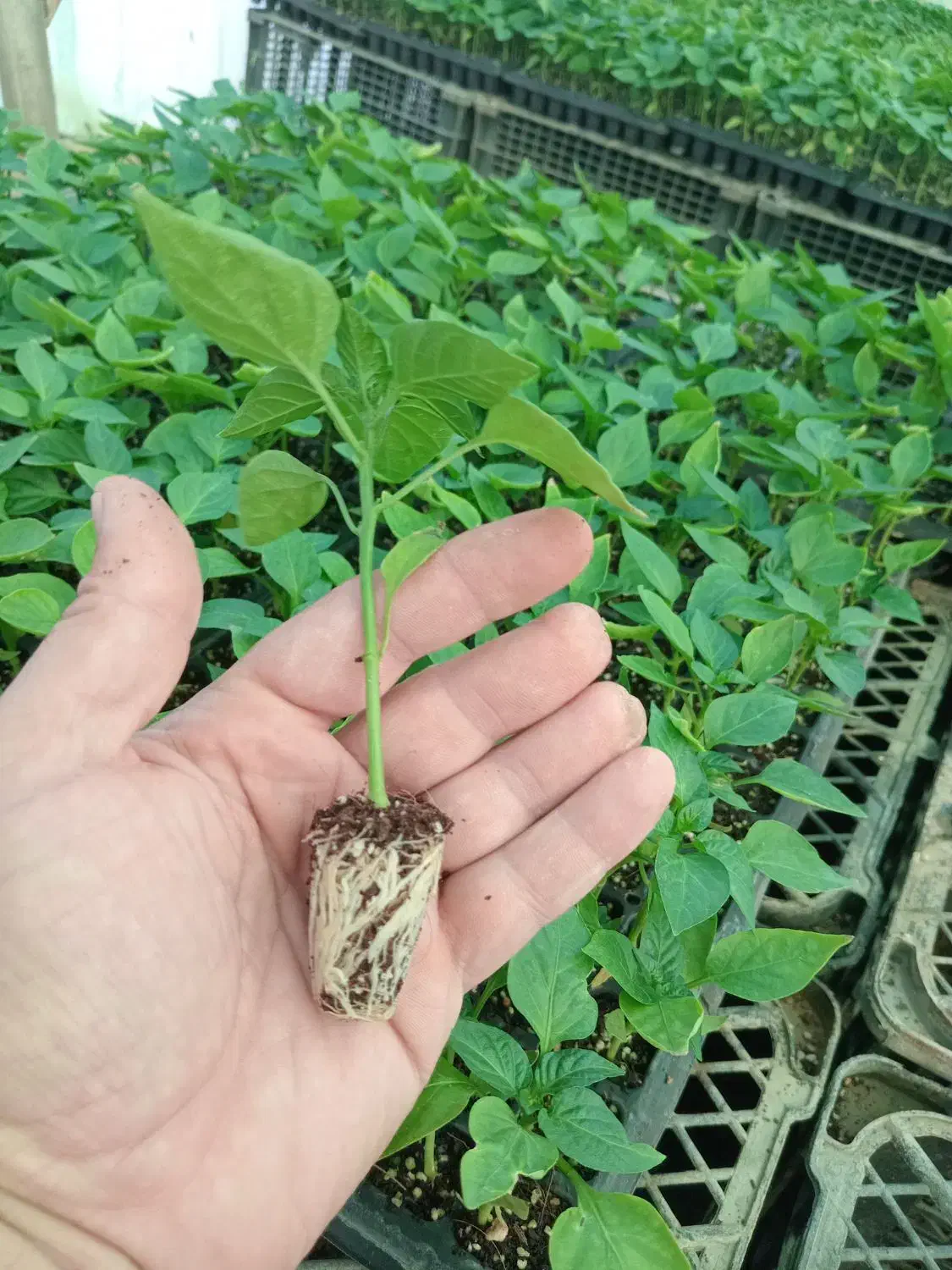 نشا فلفل|خدمات باغبانی و درختکاری|میناب, |دیوار