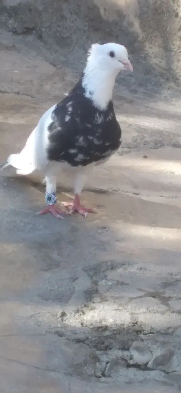 کبوتر طوقی|پرنده|بیستون, |دیوار