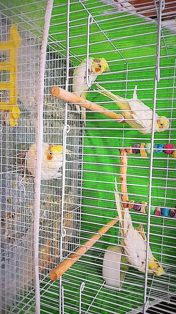 پرنده|پرنده|فردوس (خراسان), |دیوار