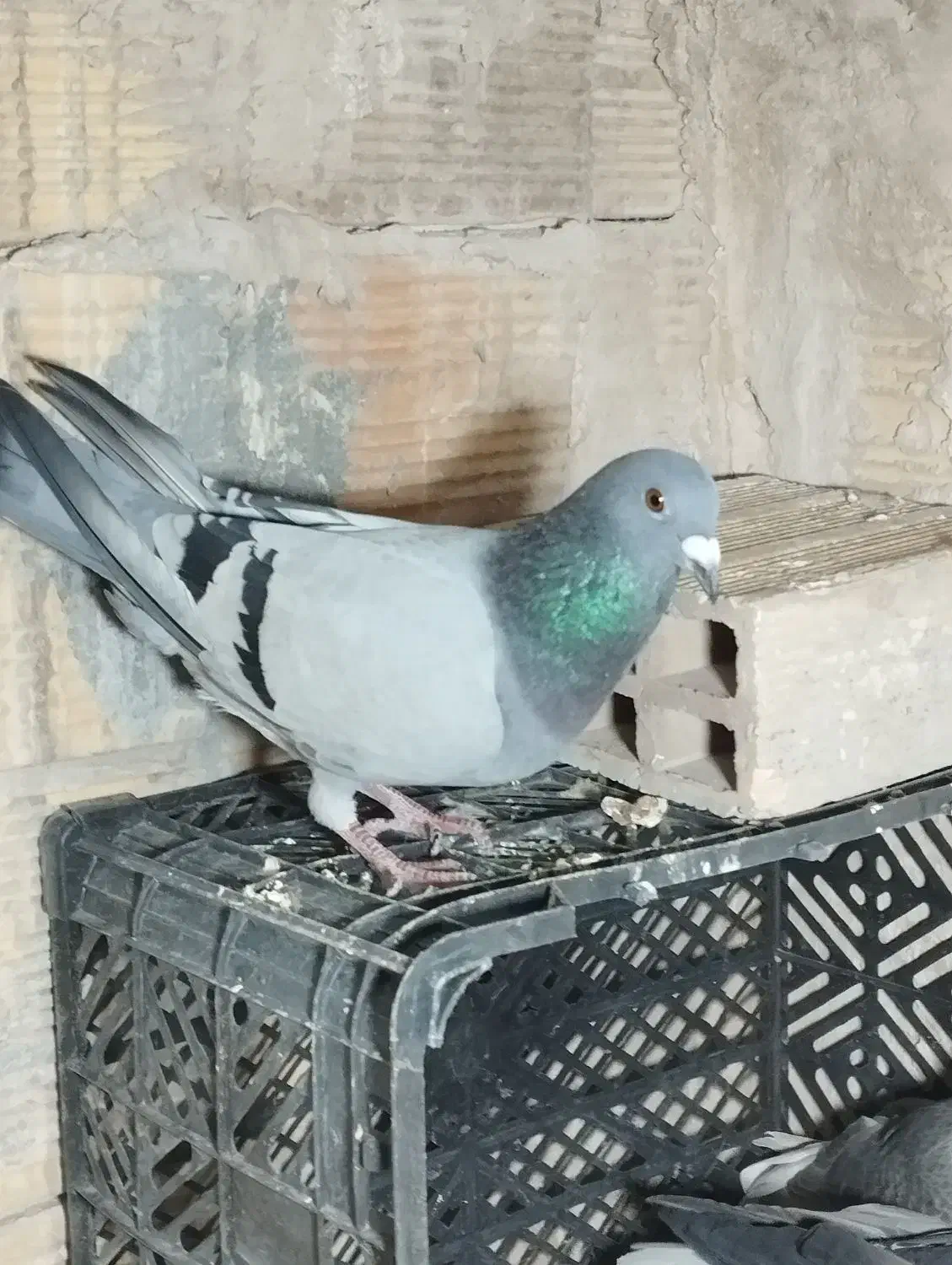 کبوتر های سالم|پرنده|تبریز, |دیوار