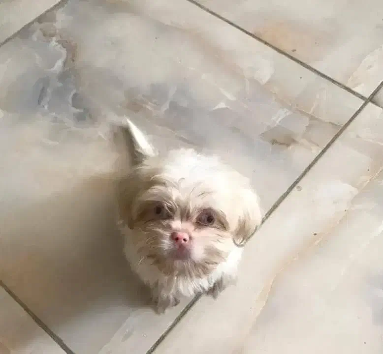 شیتزو|سگ|ورامین, ریحان آباد|دیوار