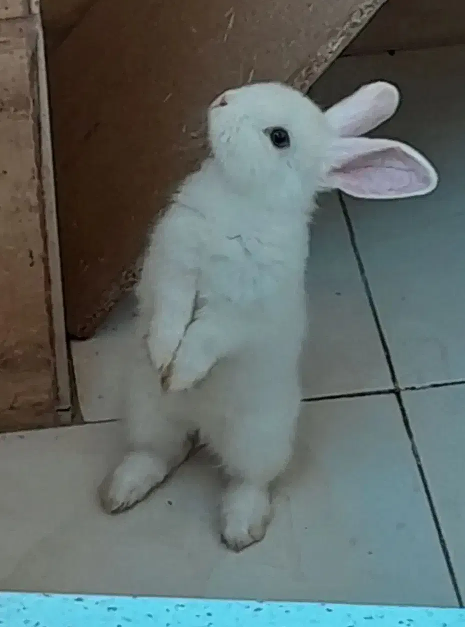 خرگوش|موش و خرگوش|تهران, ولنجک|دیوار