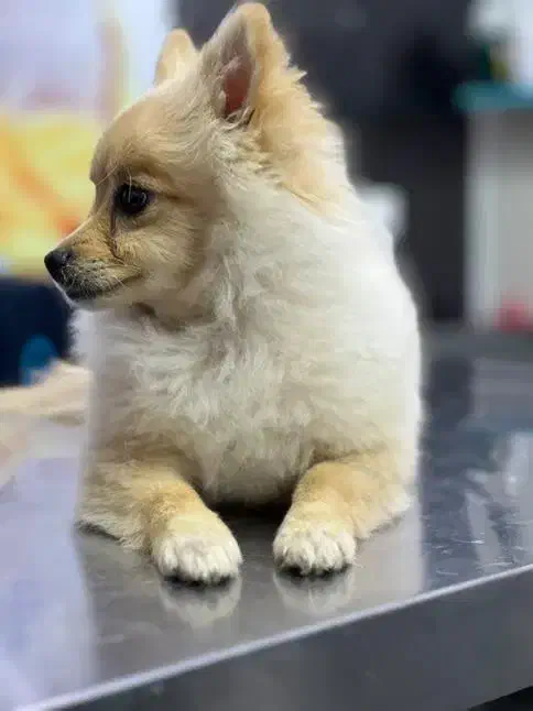 پامرین|سگ|شاهینشهر, شهرک گلدیس|دیوار