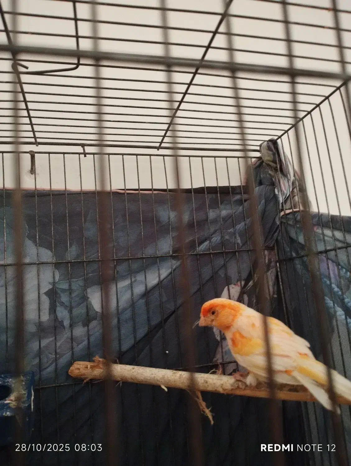 قناری نر|پرنده|ششده و قره بلاغ, |دیوار