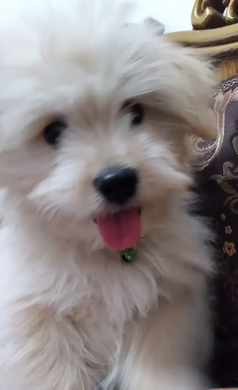 شیتزو|سگ|کرج, خلج آباد|دیوار