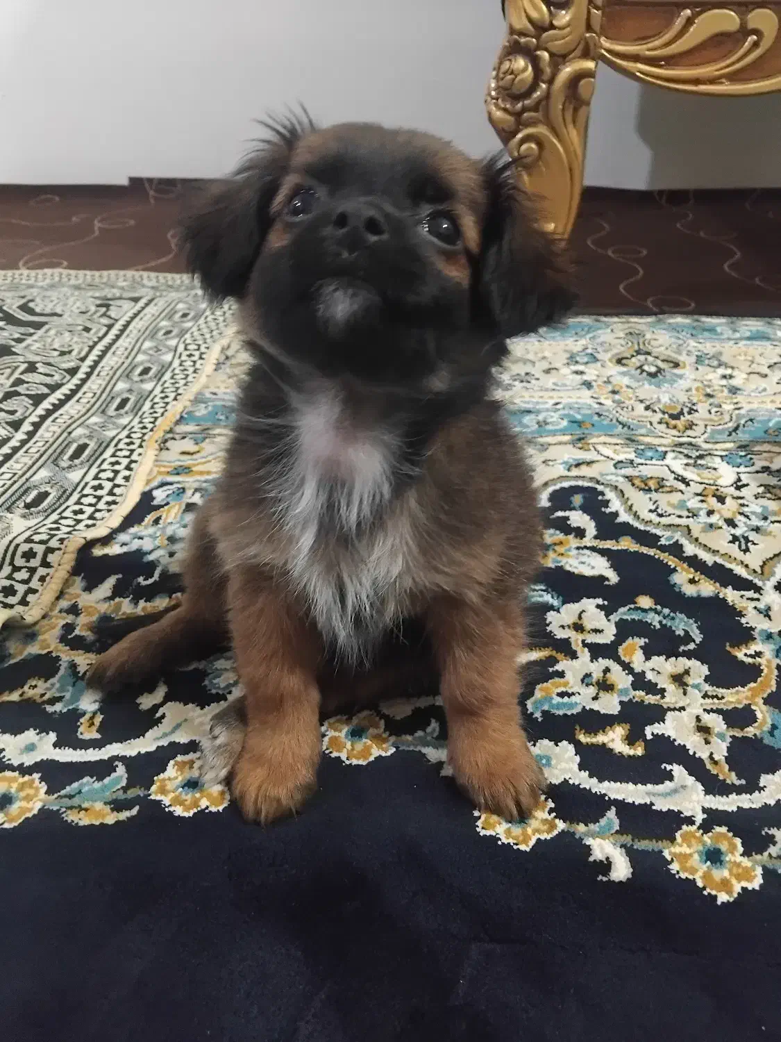 پامون|سگ|اردبیل, |دیوار