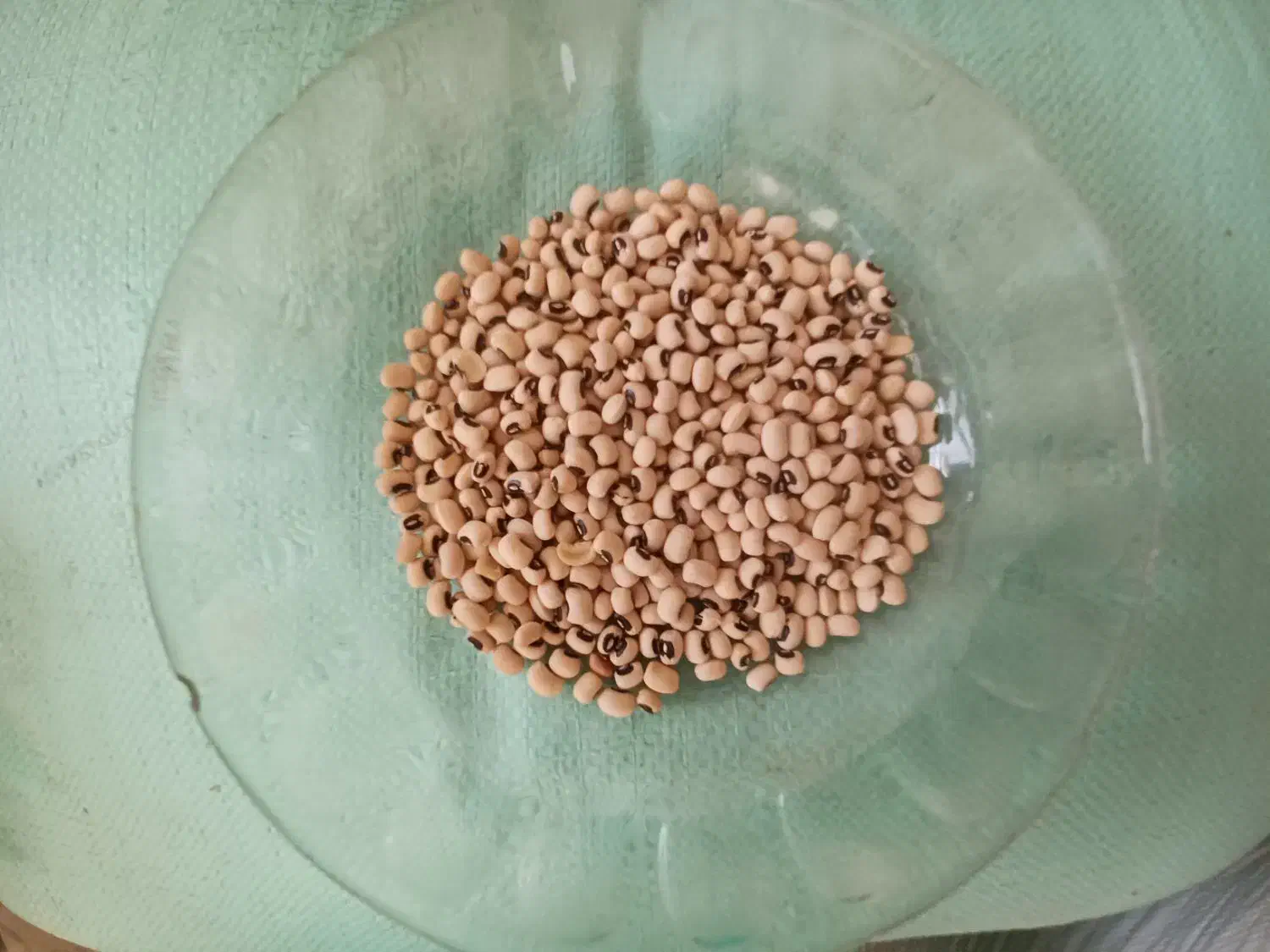 پخش عمده وخرده حبوبات با قیمتهای مناسب|عمدهفروشی|پاکدشت, خاتون آباد|دیوار