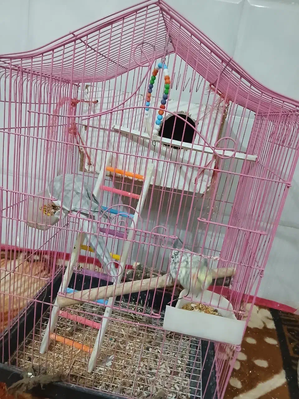 عروس هلندی|پرنده|یزد, |دیوار