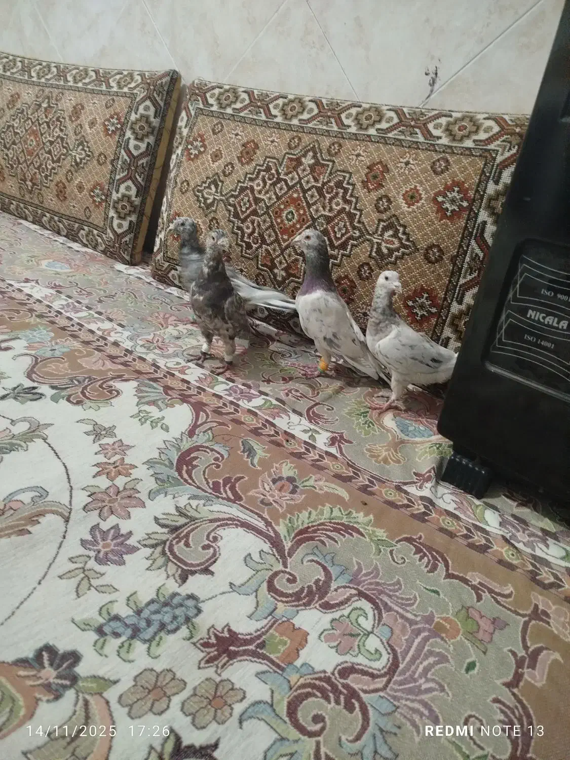 کفتر هفت رنگ|پرنده|بشاریات, |دیوار