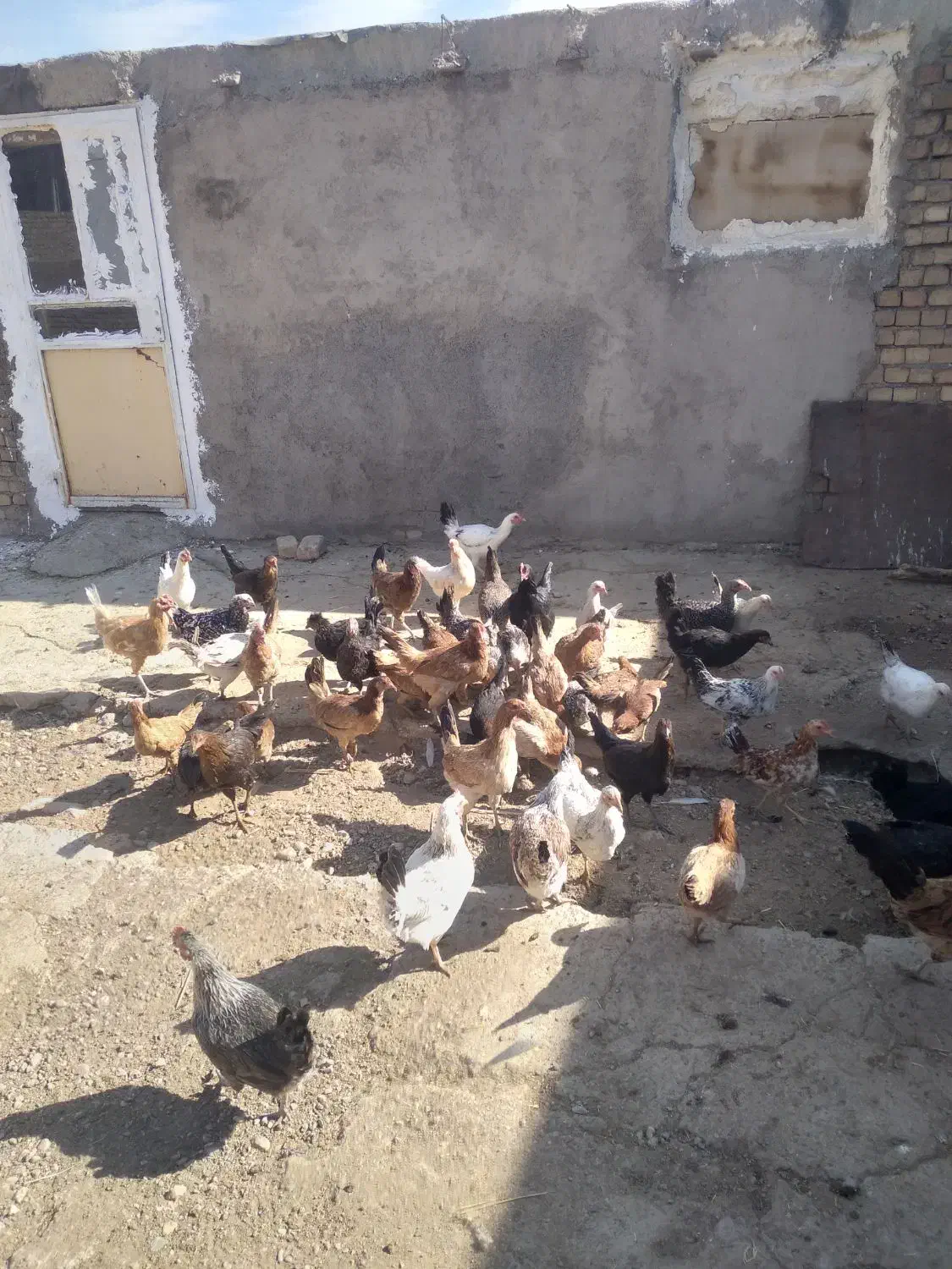 مرغ جوجه|حیوانات مزرعه|بیرانوند, |دیوار