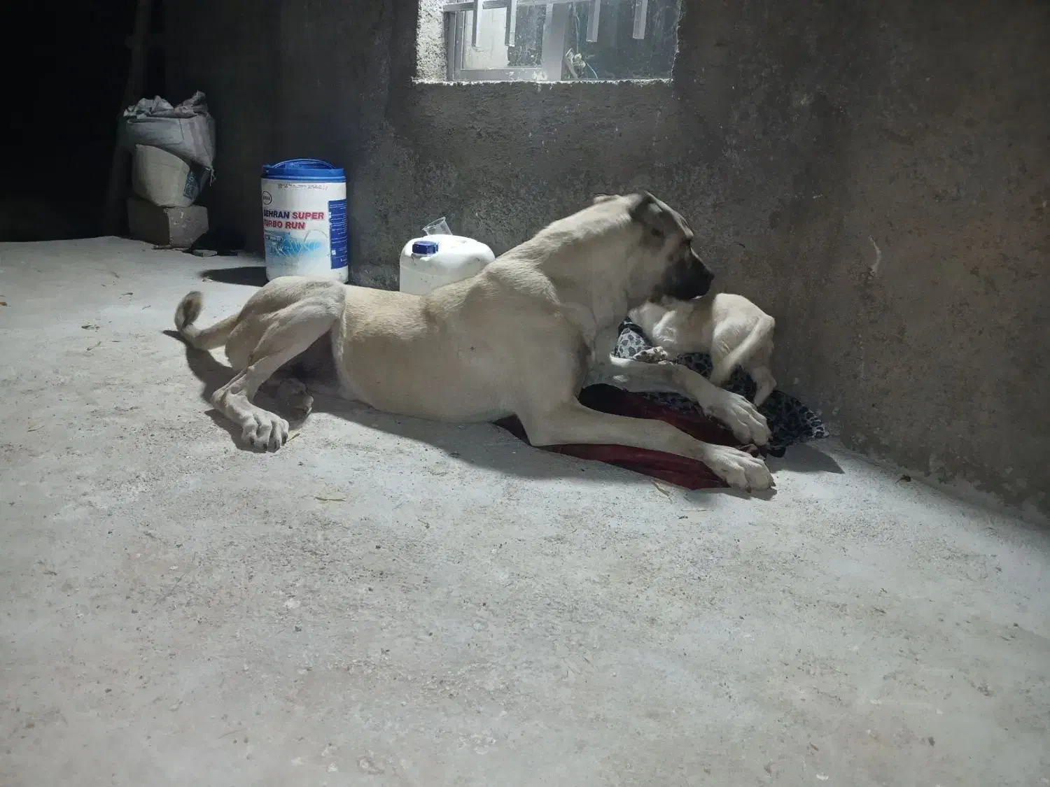 گمشده|سگ|زنجانرود, |دیوار