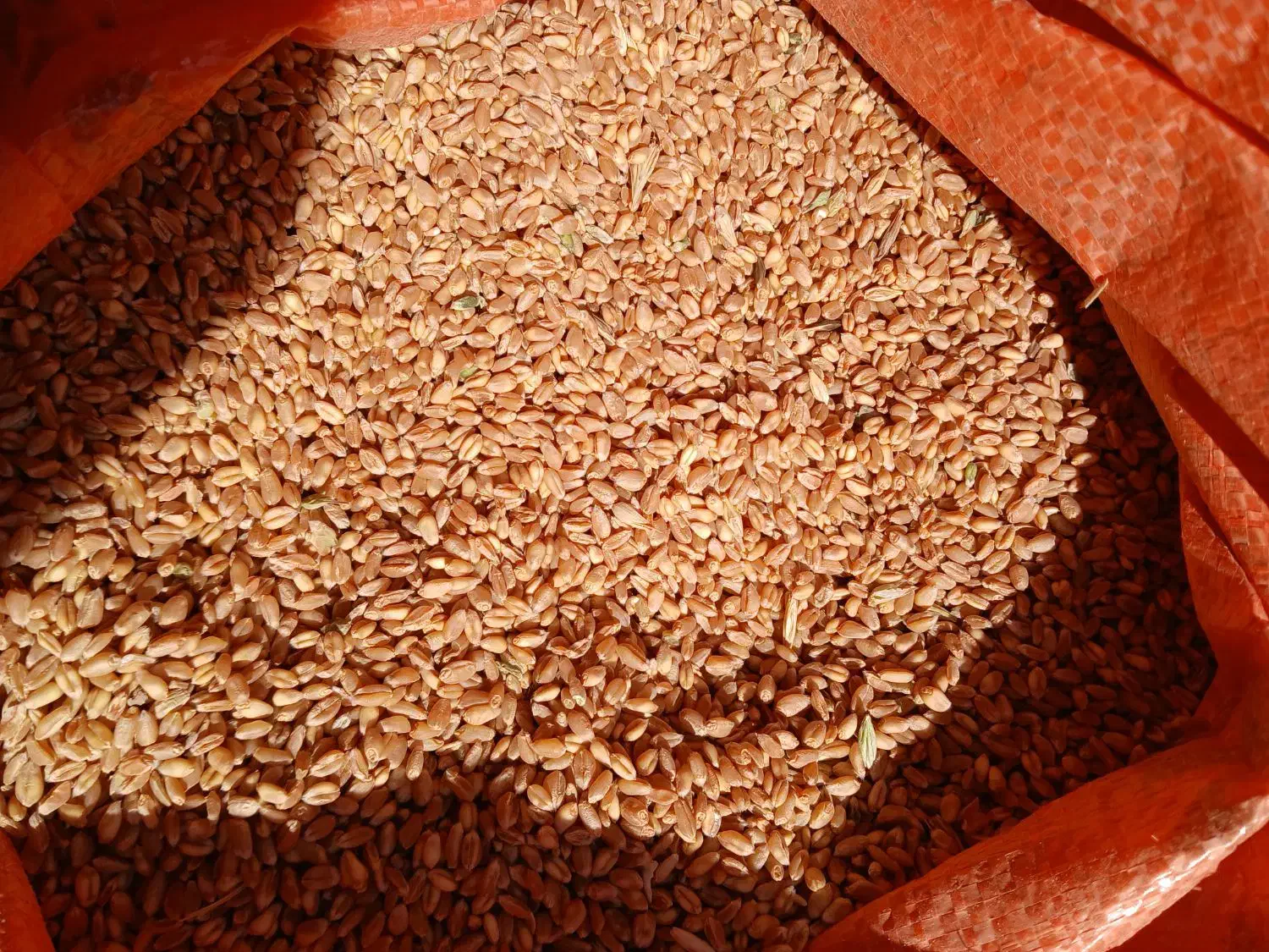 گندم بذری|خدمات باغبانی و درختکاری|بروجرد, |دیوار