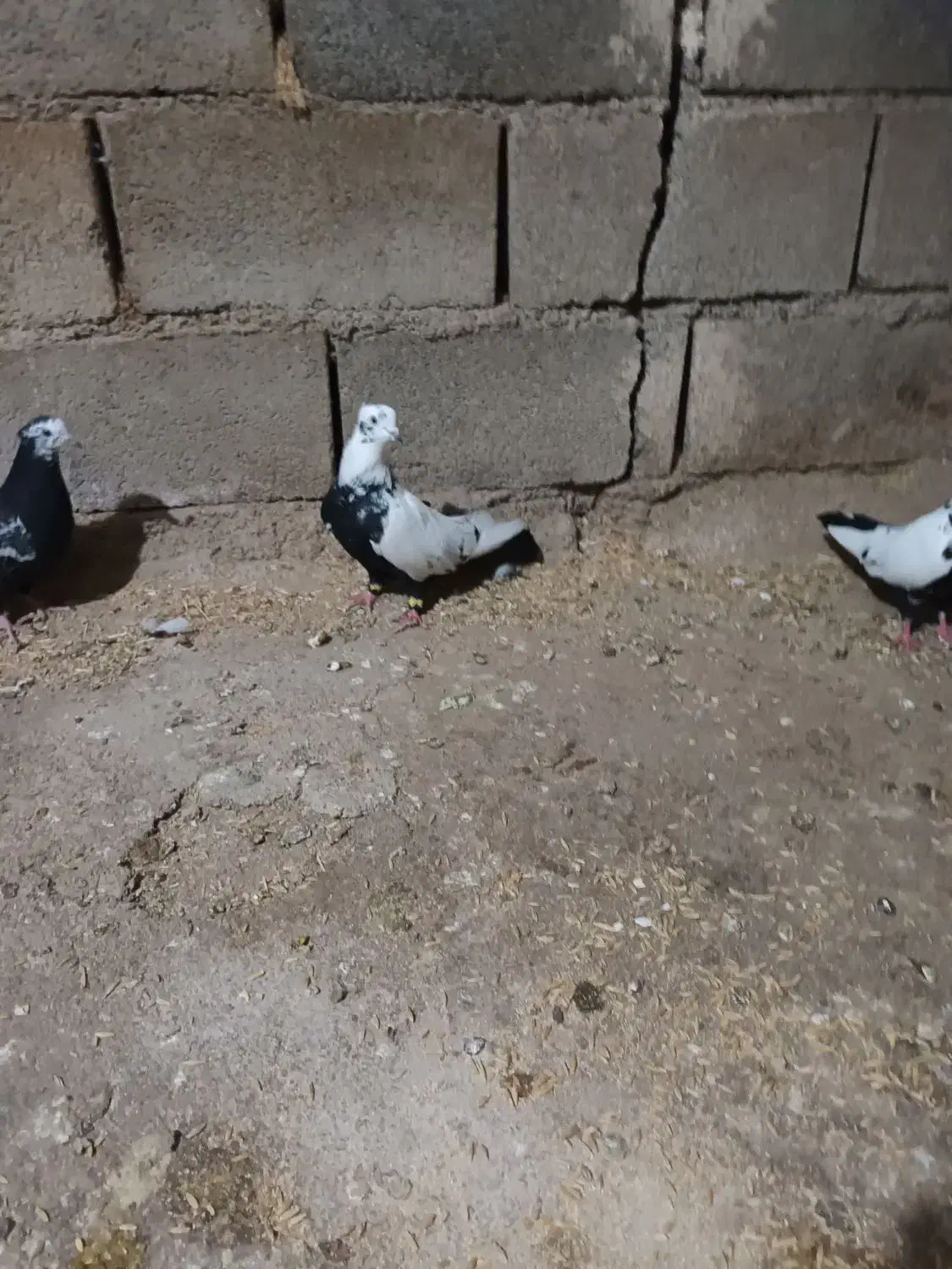 پرنده|پرنده|خرم‌آباد, |دیوار