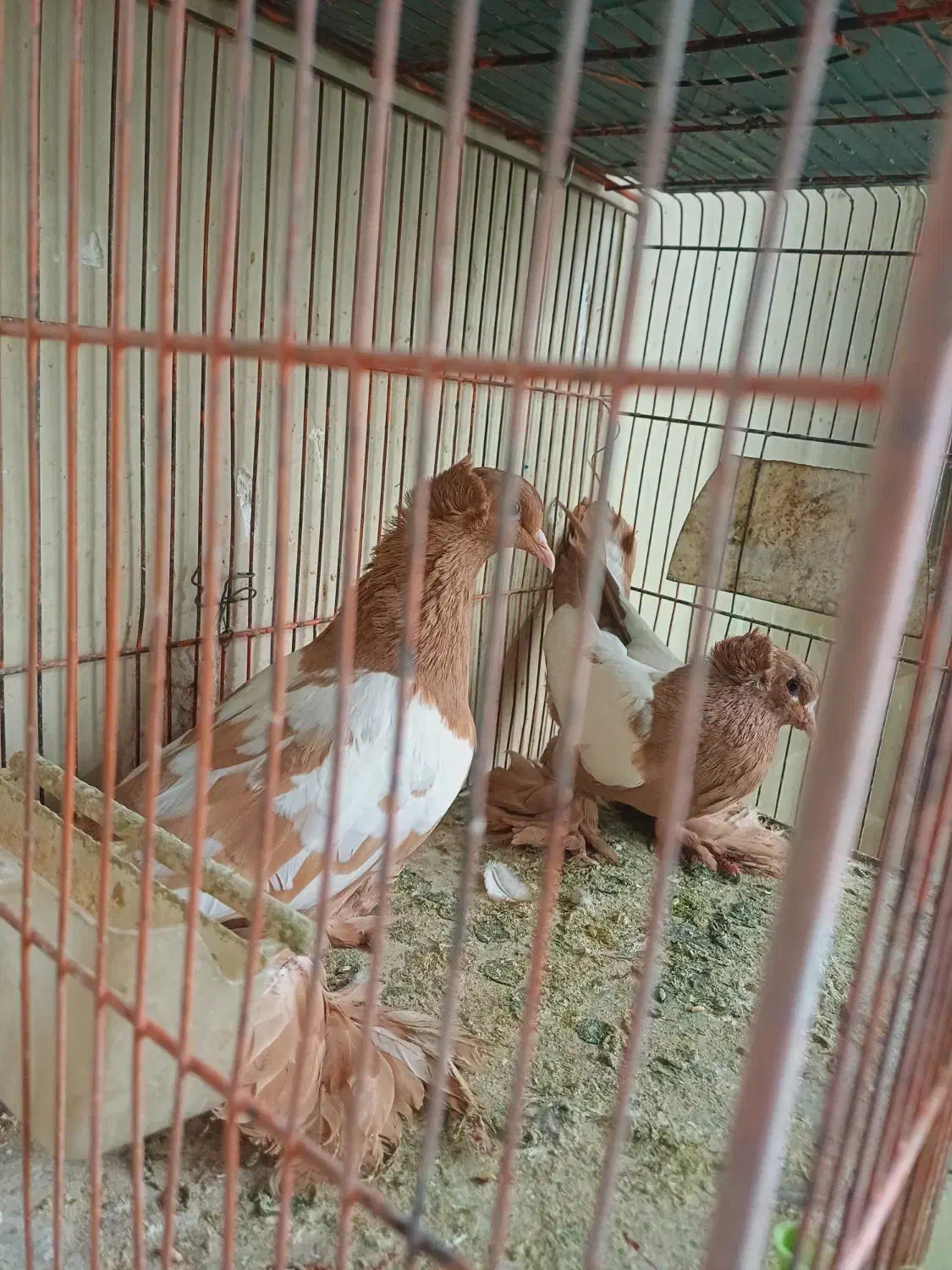 کبوتر ساری کوینح|پرنده|تبریز, |دیوار