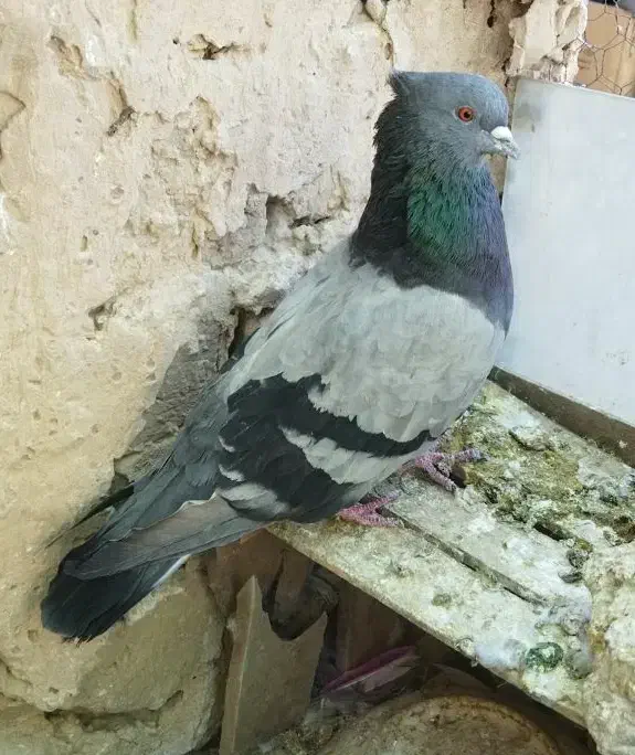 کفتر سبز پرشی نر حسابی|پرنده|قم, دروازه ری|دیوار