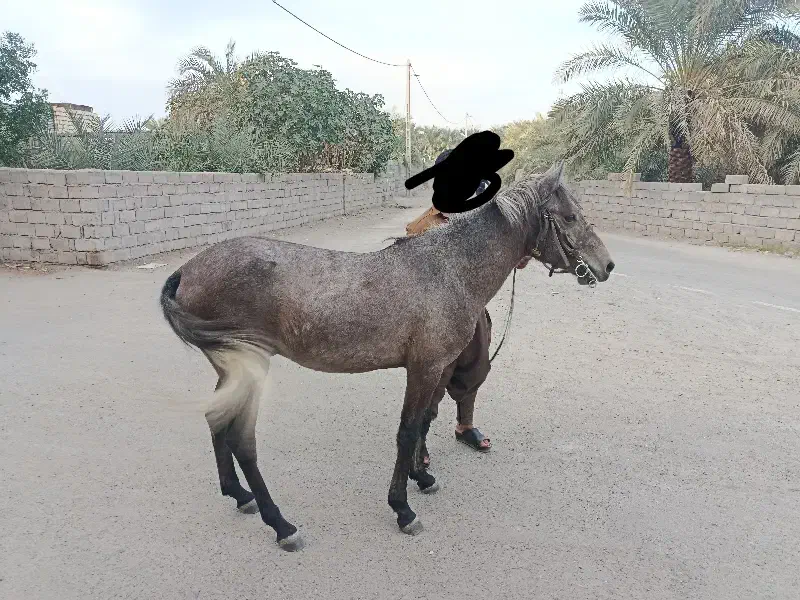 کره نریان فروشی|اسب و تجهیزات اسبسواری|گنبکی, |دیوار