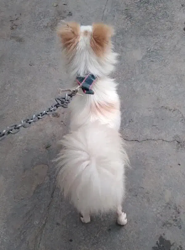 پامر اشپیتز نر|سگ|خان ببین, |دیوار