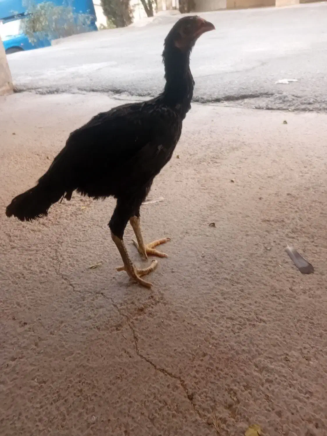 مرغ لاری افغان|پرنده|ایلام, |دیوار