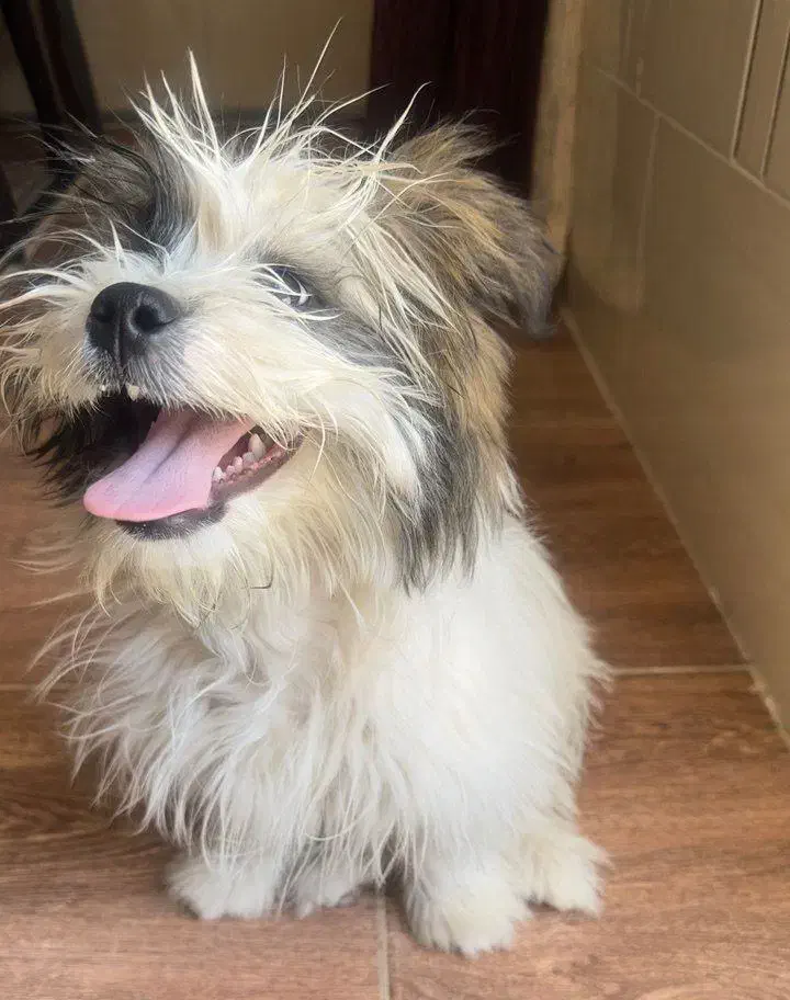 سگ فروشی|سگ|سیرجان, |دیوار