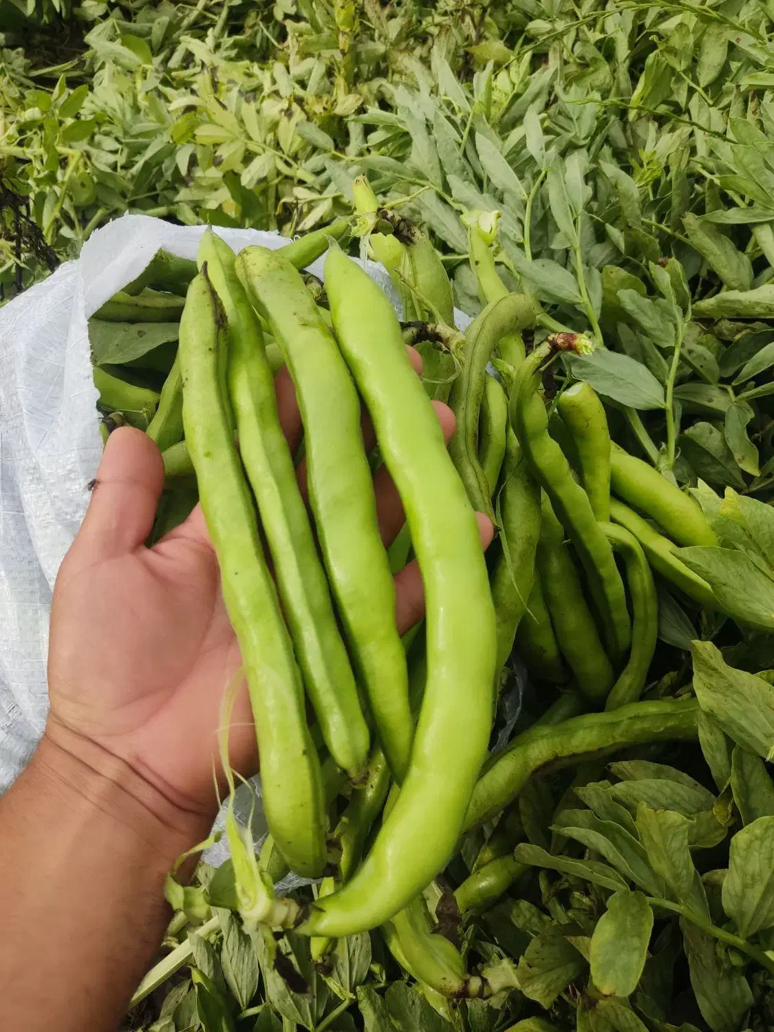 بذر محلی درجه یک|خدمات باغبانی و درختکاری|بهبهان, |دیوار