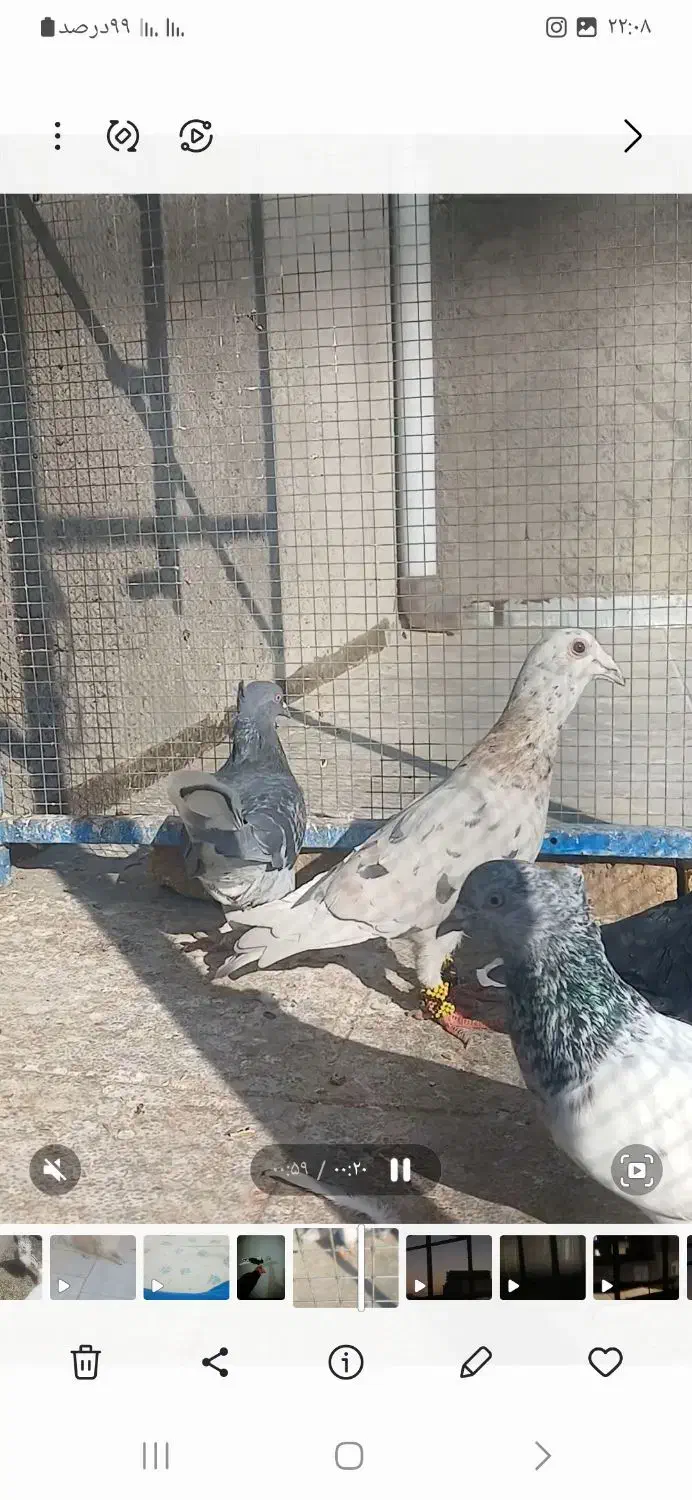 هفت رنگ زرد|پرنده|سبزوار, قصبه شرقی|دیوار