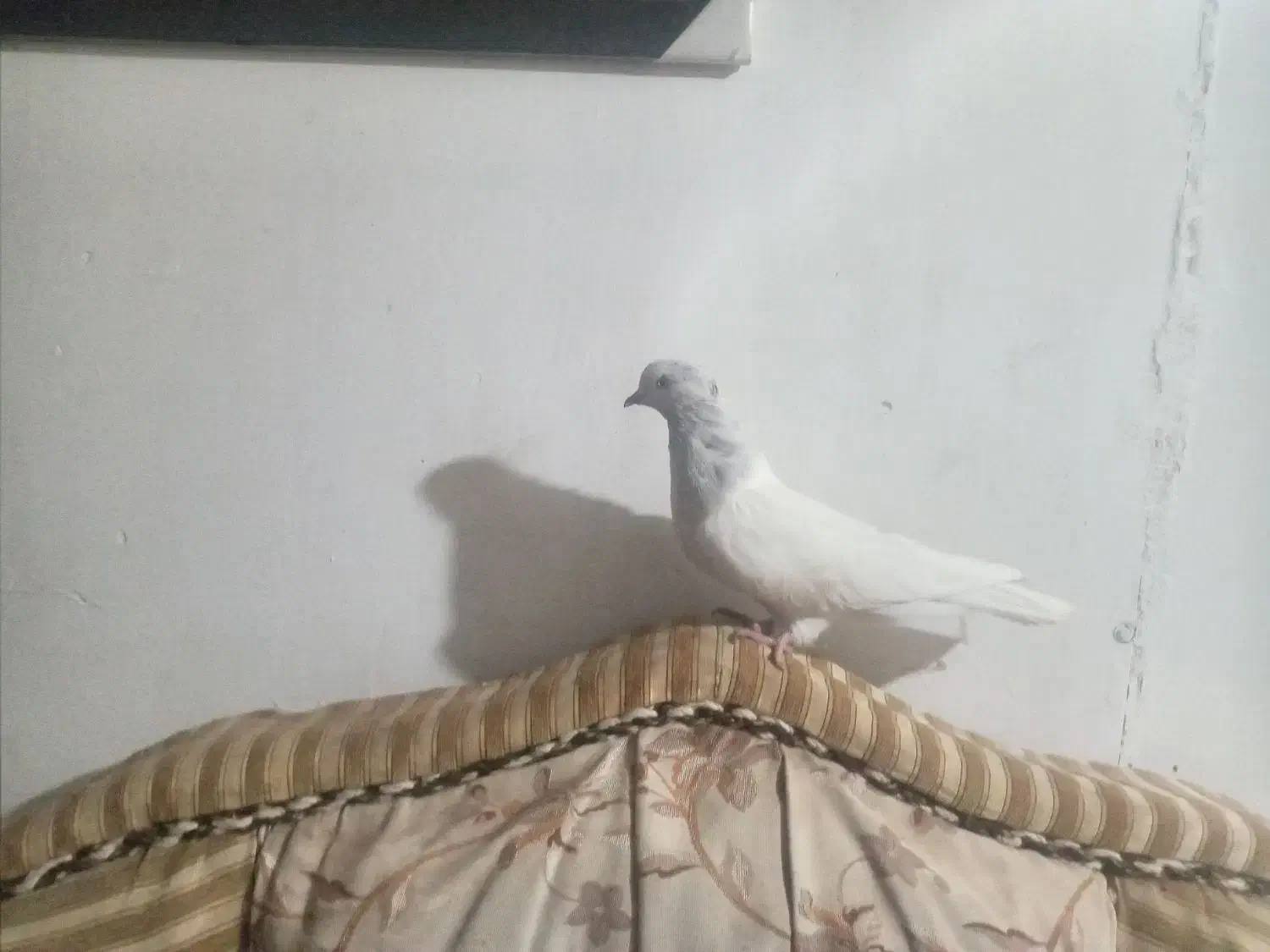 کله ای|پرنده|بم, |دیوار