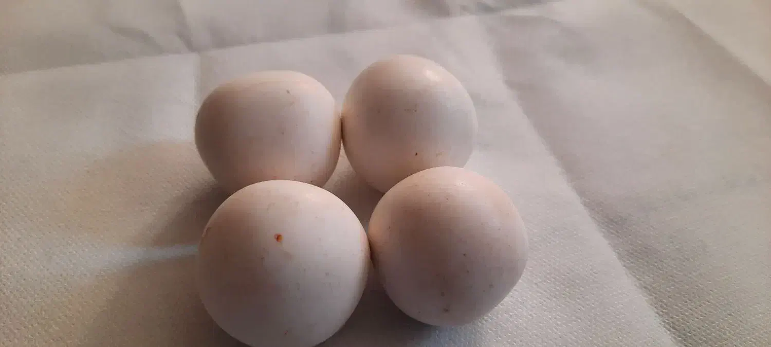 الماس اسیاب|کلکسیون اشیاء عتیقه|شریفآباد, |دیوار