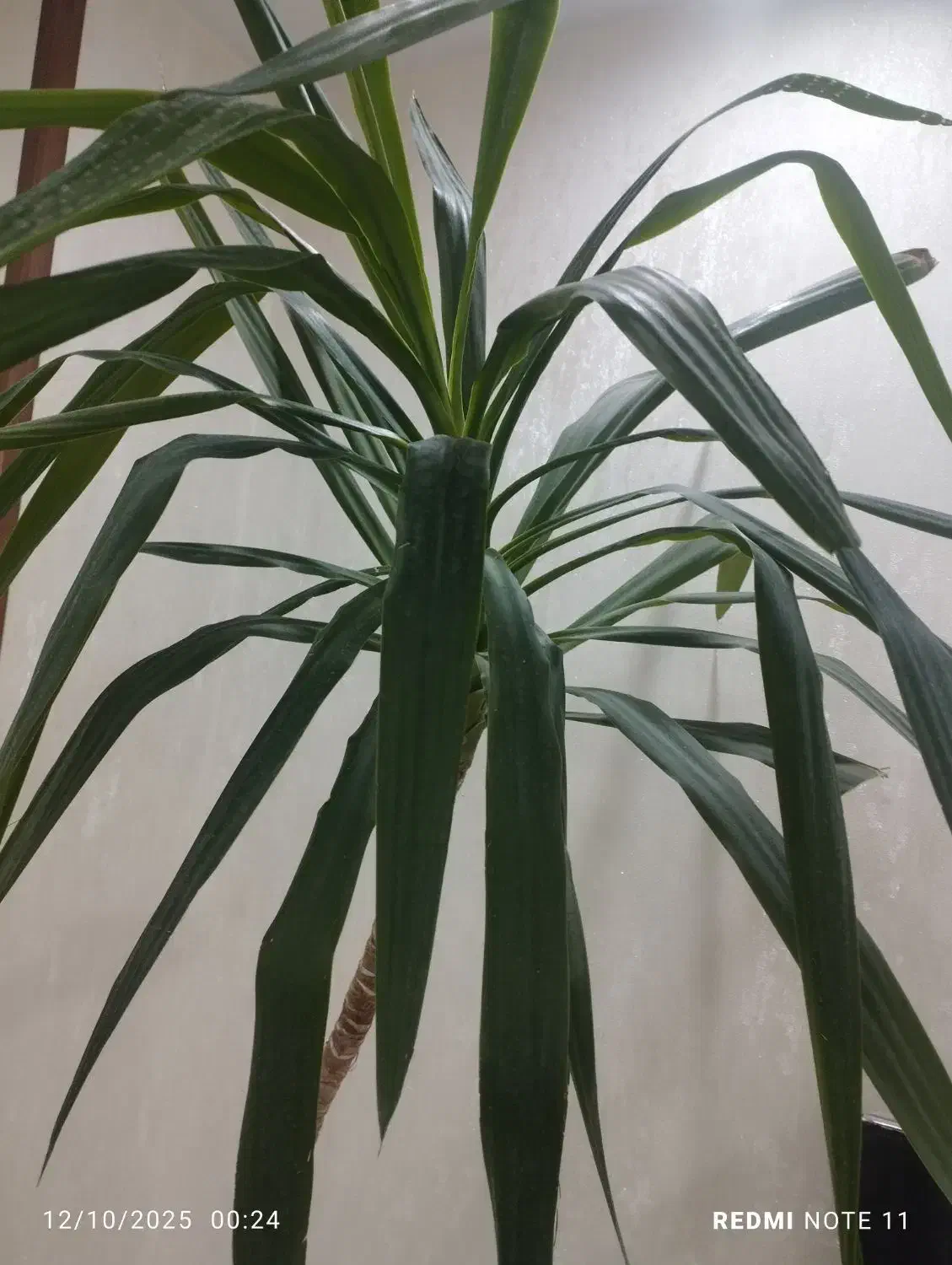 گل یوکا آپارتمانی بزرگ و سرحال|گل و گیاه طبیعی|تهران, چیتگر شمالی|دیوار