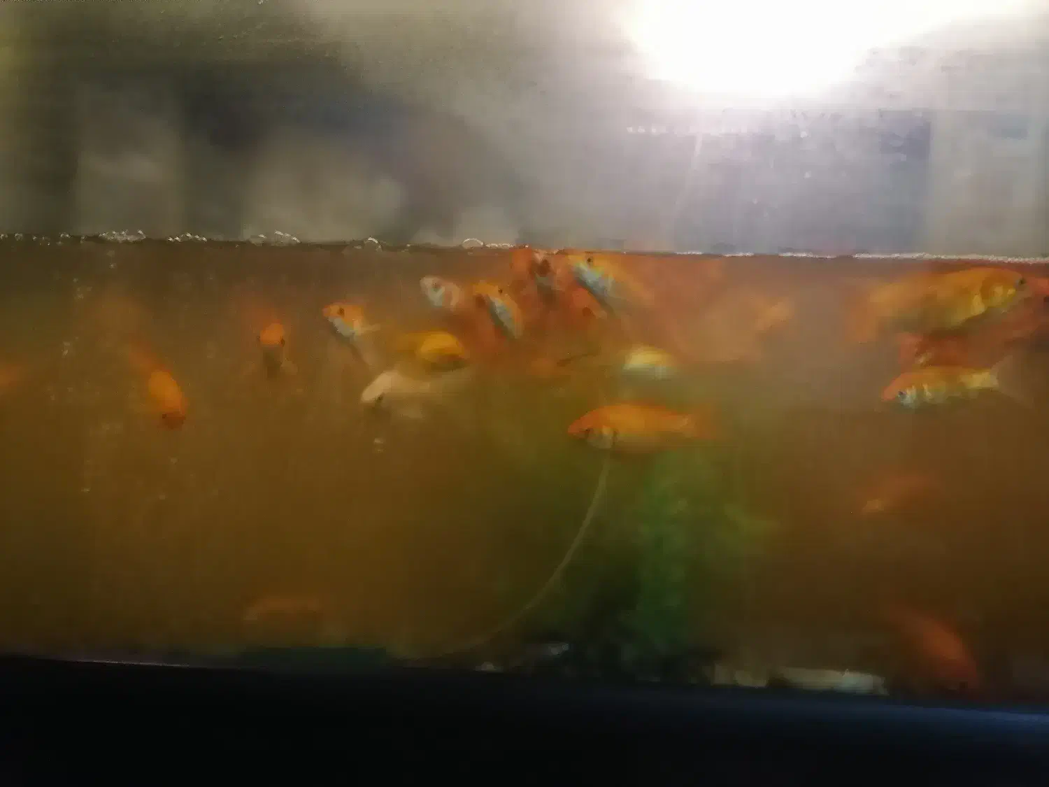 ماهی قرمز|ماهی|نجف‌آباد, شریعتی|دیوار