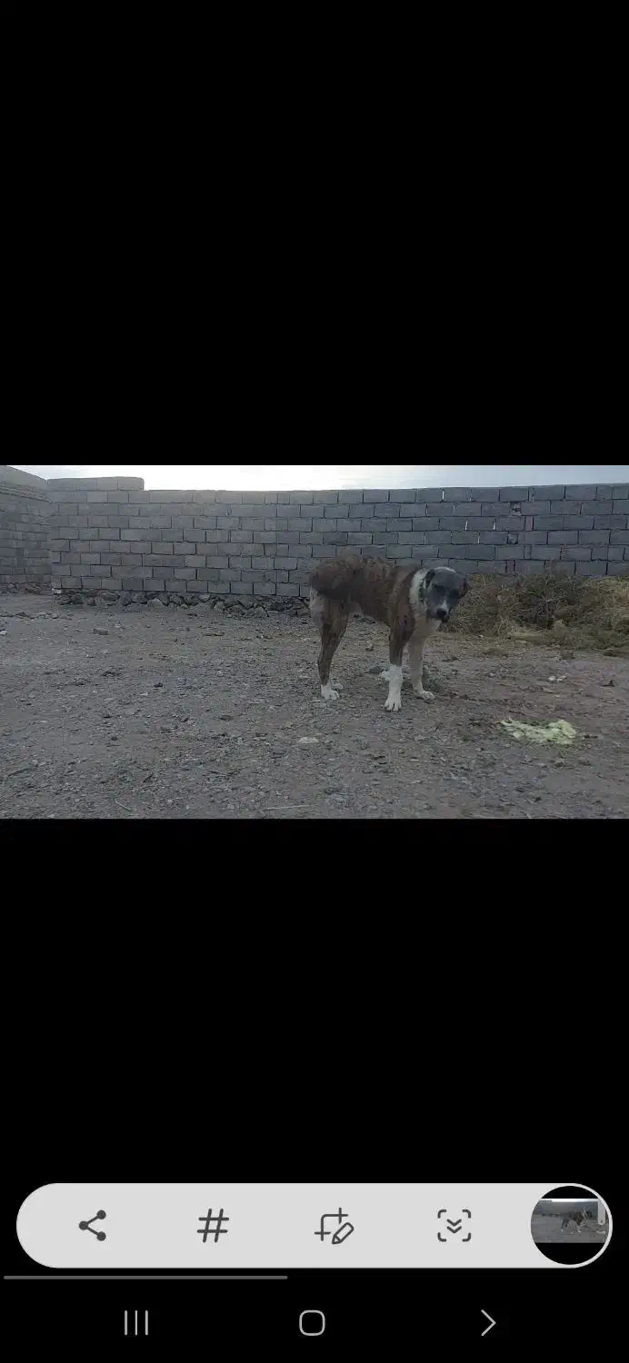 گمشده|حیوانات|خواف, |دیوار