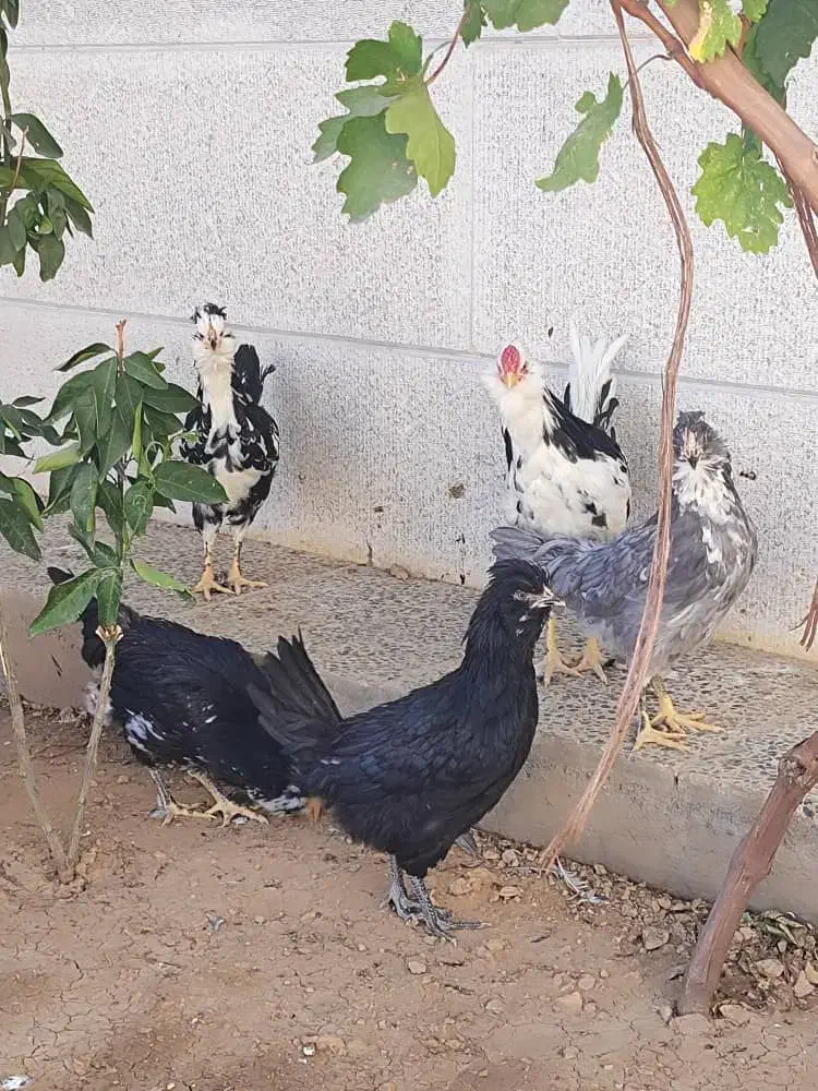 گلین لری|حیوانات مزرعه|زرقان, |دیوار