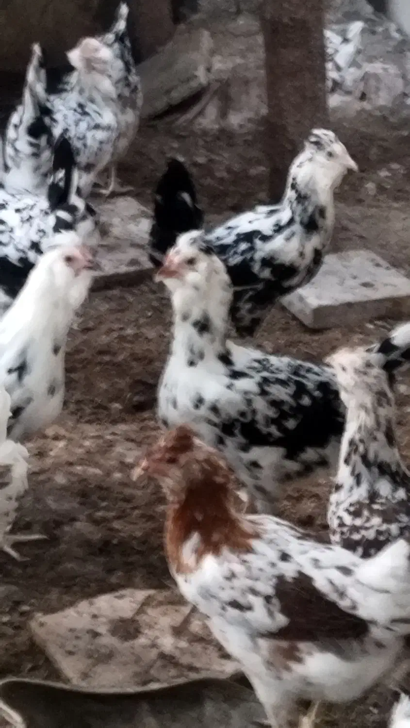 تخم مرغ|حیوانات مزرعه|شهرضا, |دیوار