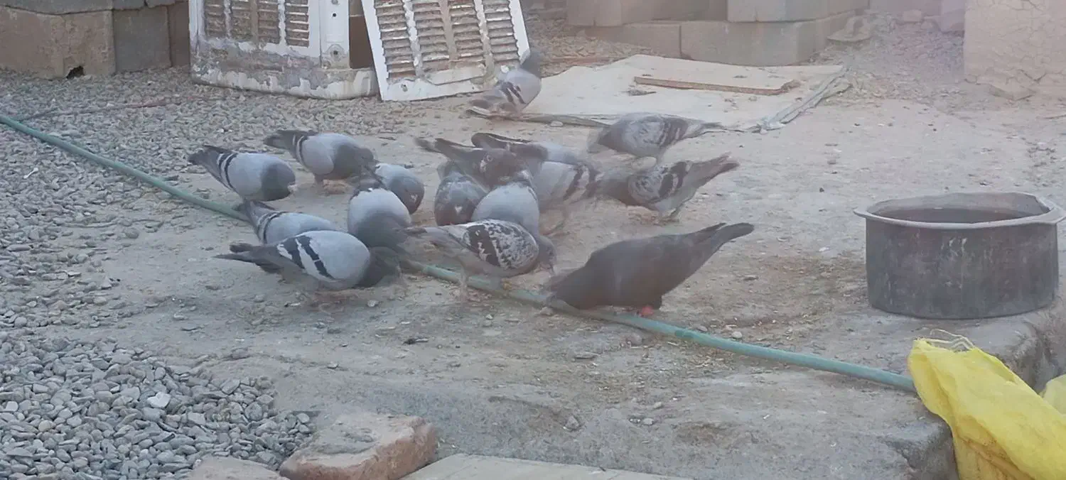 کبوتر سبز و مگس|پرنده|خاش, |دیوار