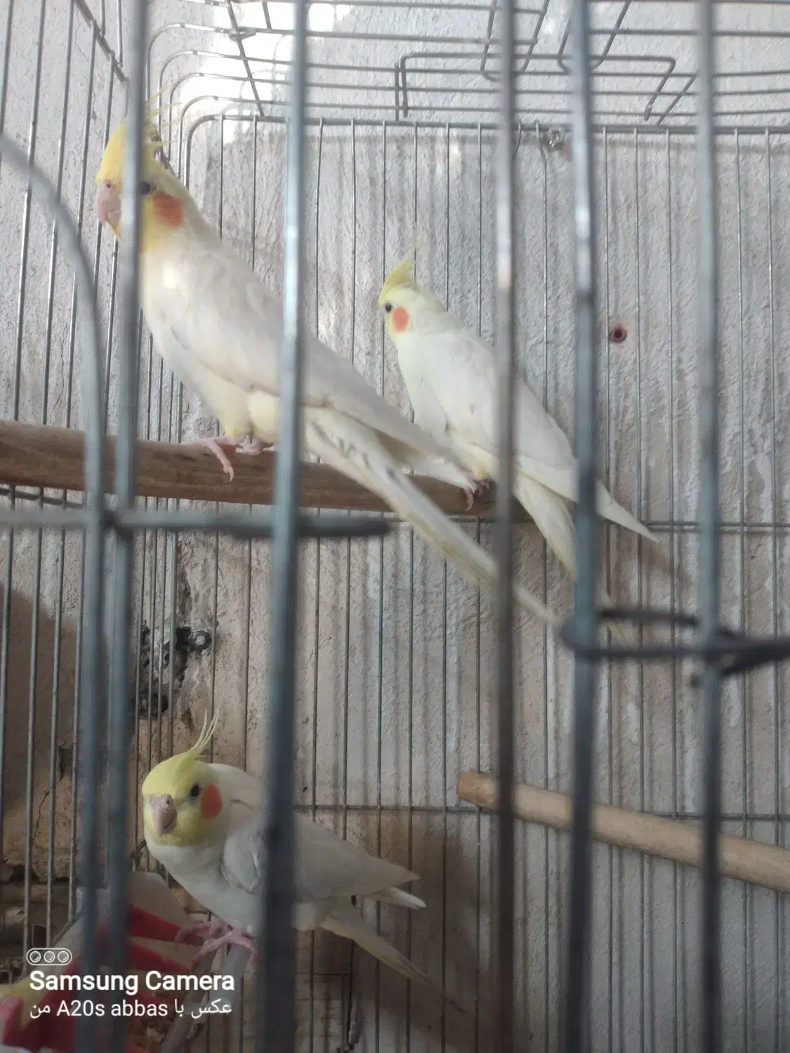 عروس هلندی لوتینو گمشده|پرنده|اندیمشک, |دیوار